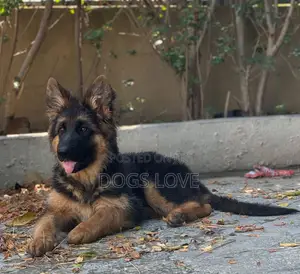 3-6 months Male Purebred German Shepherd