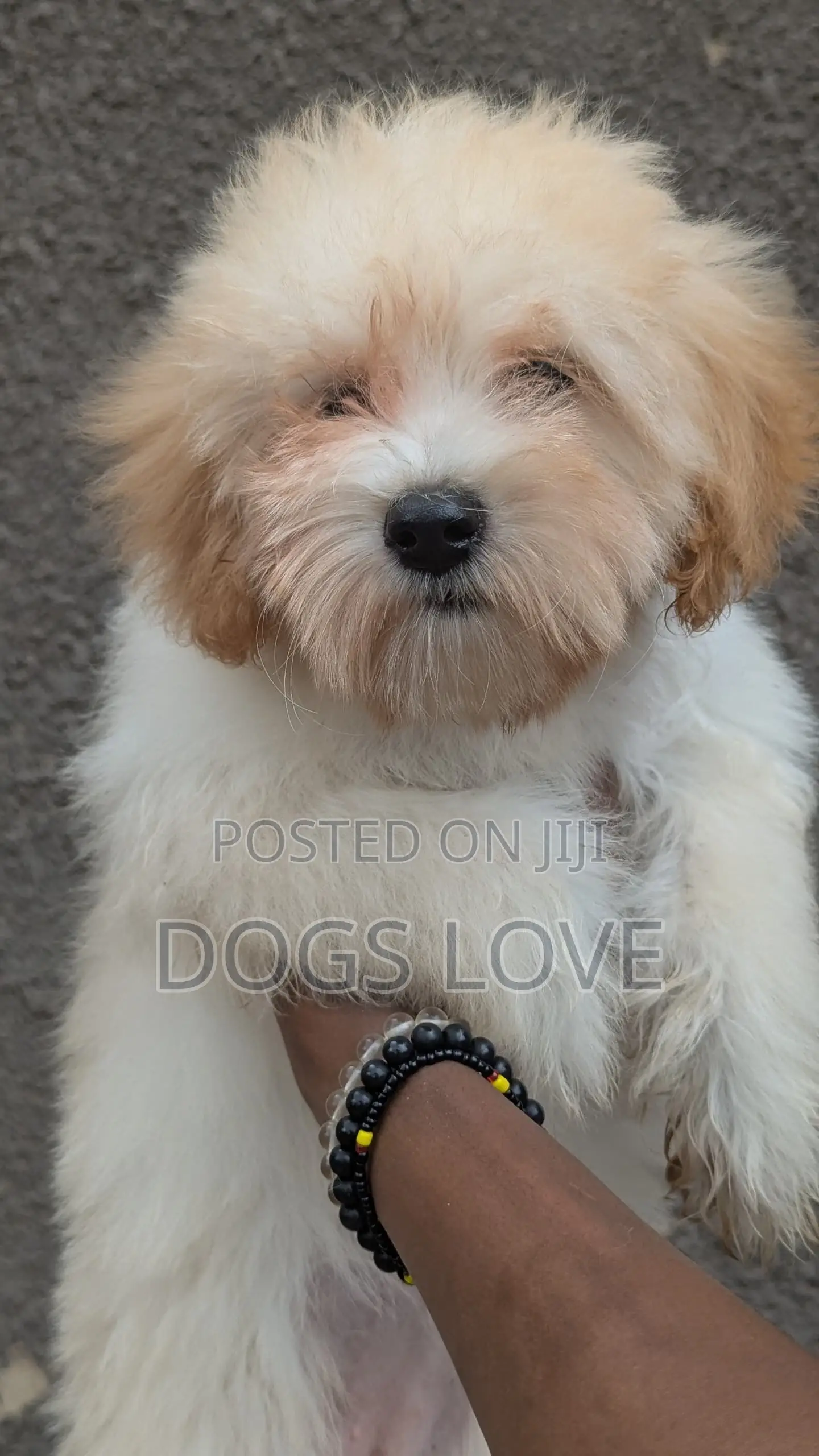 3-6 months Female Purebred Maltese
