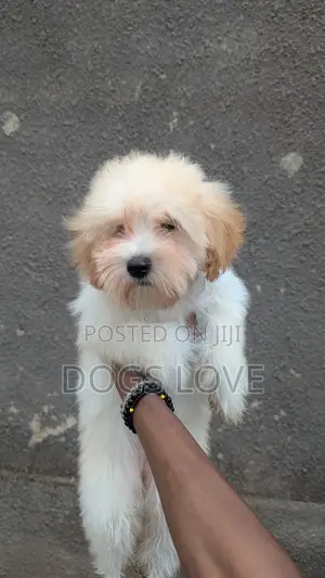 3-6 months Female Purebred Maltese