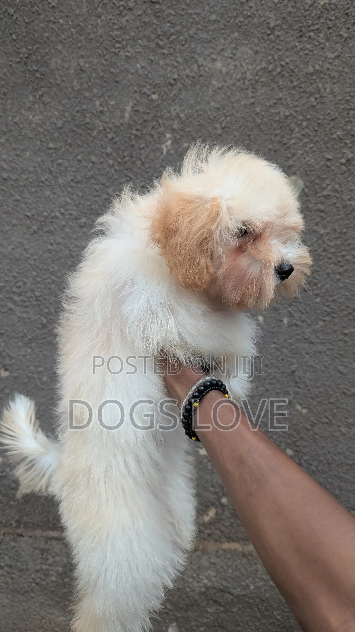 3-6 months Female Purebred Maltese