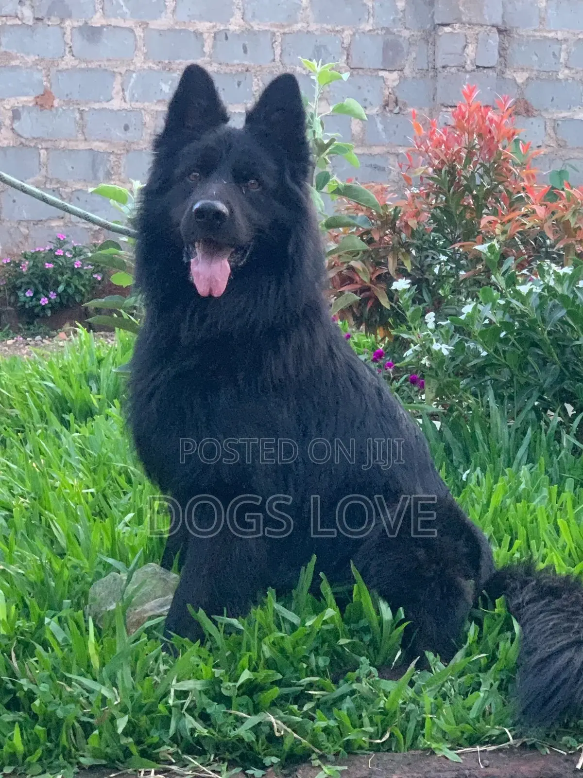 6-12 months Male Purebred German Shepherd