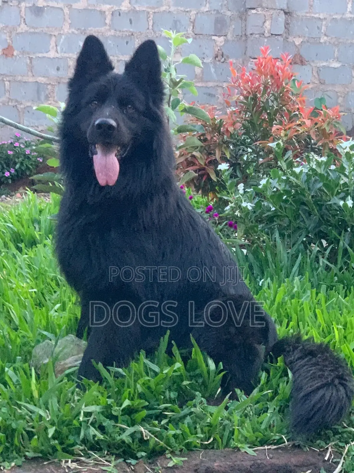 6-12 months Male Purebred German Shepherd