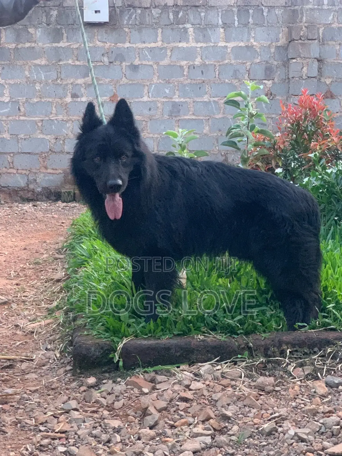 6-12 months Male Purebred German Shepherd