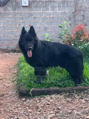 6-12 months Male Purebred German Shepherd