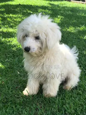 1-3 months Female Purebred Maltese