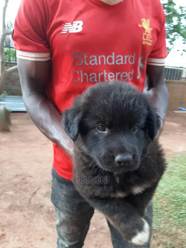 Young Male Purebred German Shepherd