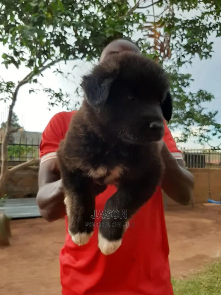 Young Male Purebred German Shepherd