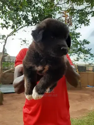 Young Male Purebred German Shepherd