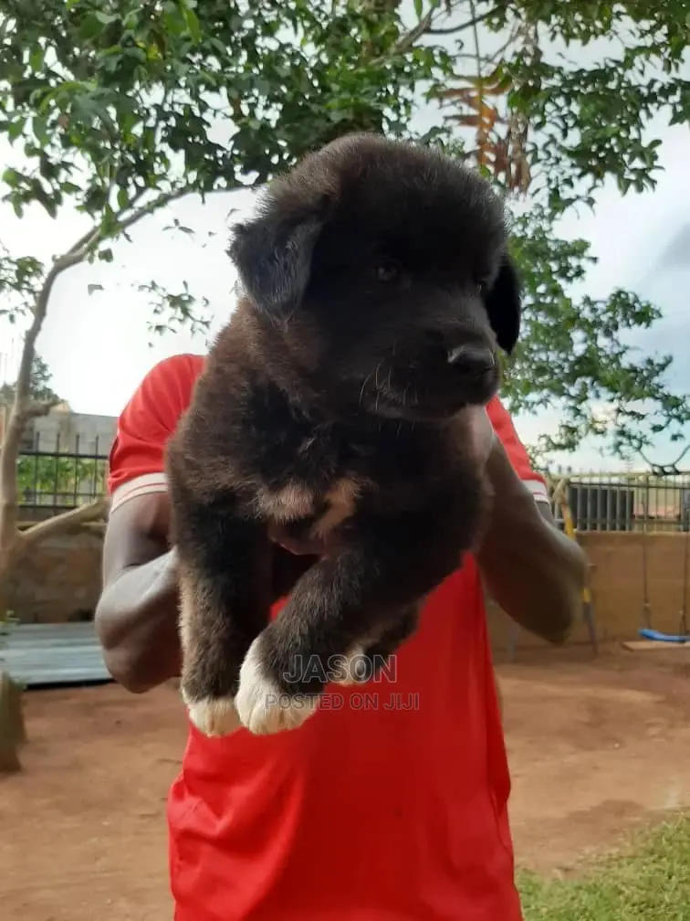 Young Male Purebred German Shepherd