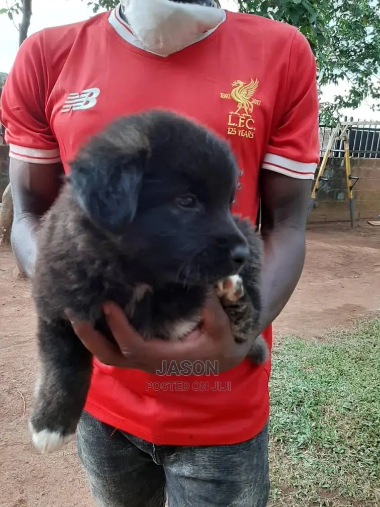 Young Male Purebred German Shepherd
