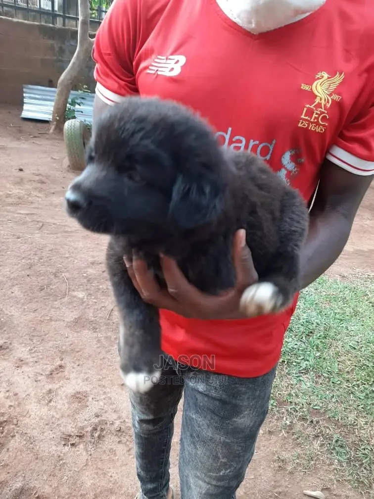Young Male Purebred German Shepherd