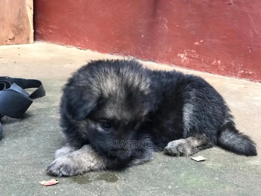 Senior Male Purebred German Shepherd