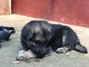 Senior Male Purebred German Shepherd