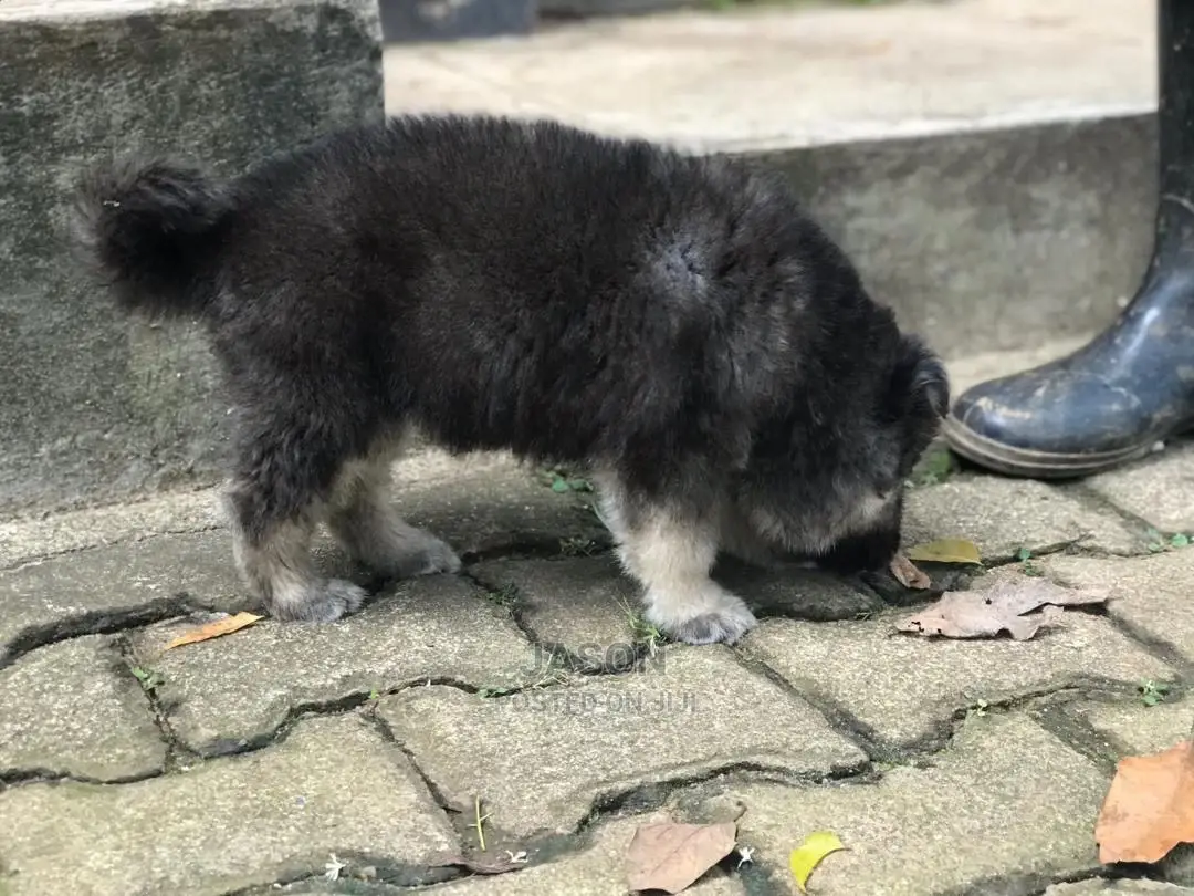 Senior Male Purebred German Shepherd