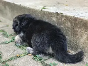 Senior Male Purebred German Shepherd