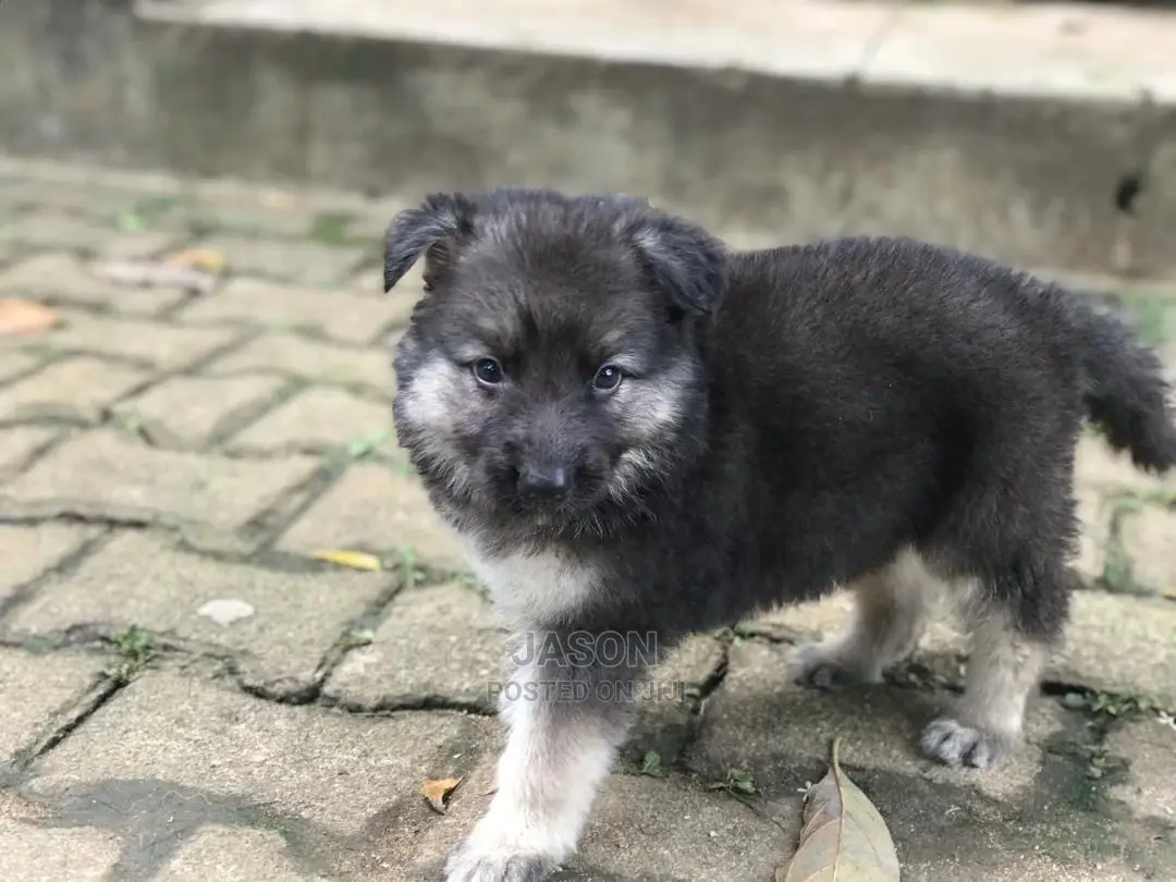 Senior Male Purebred German Shepherd