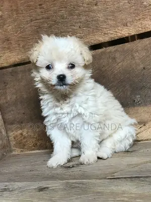 Photo - 1-3 months Female Purebred Maltese