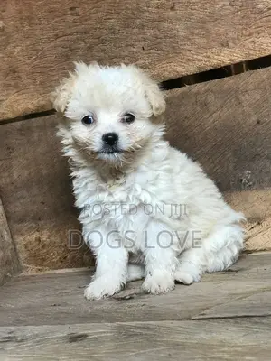 1-3 months Female Purebred Maltese
