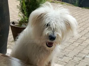 Photo - 6-12 months Female Purebred Maltese