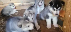 1-3 months Female Purebred Alaskan Malamute