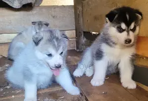 1-3 months Female Purebred Alaskan Malamute