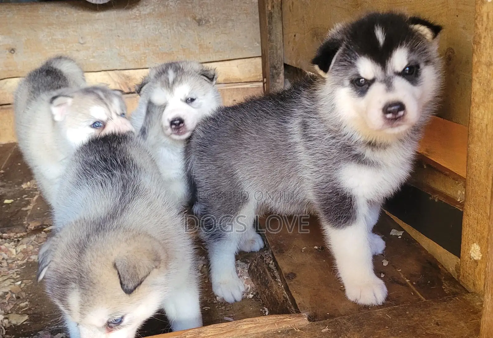 1-3 months Female Purebred Alaskan Malamute