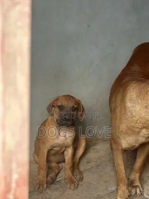 1-3 months Male Purebred Boerboel