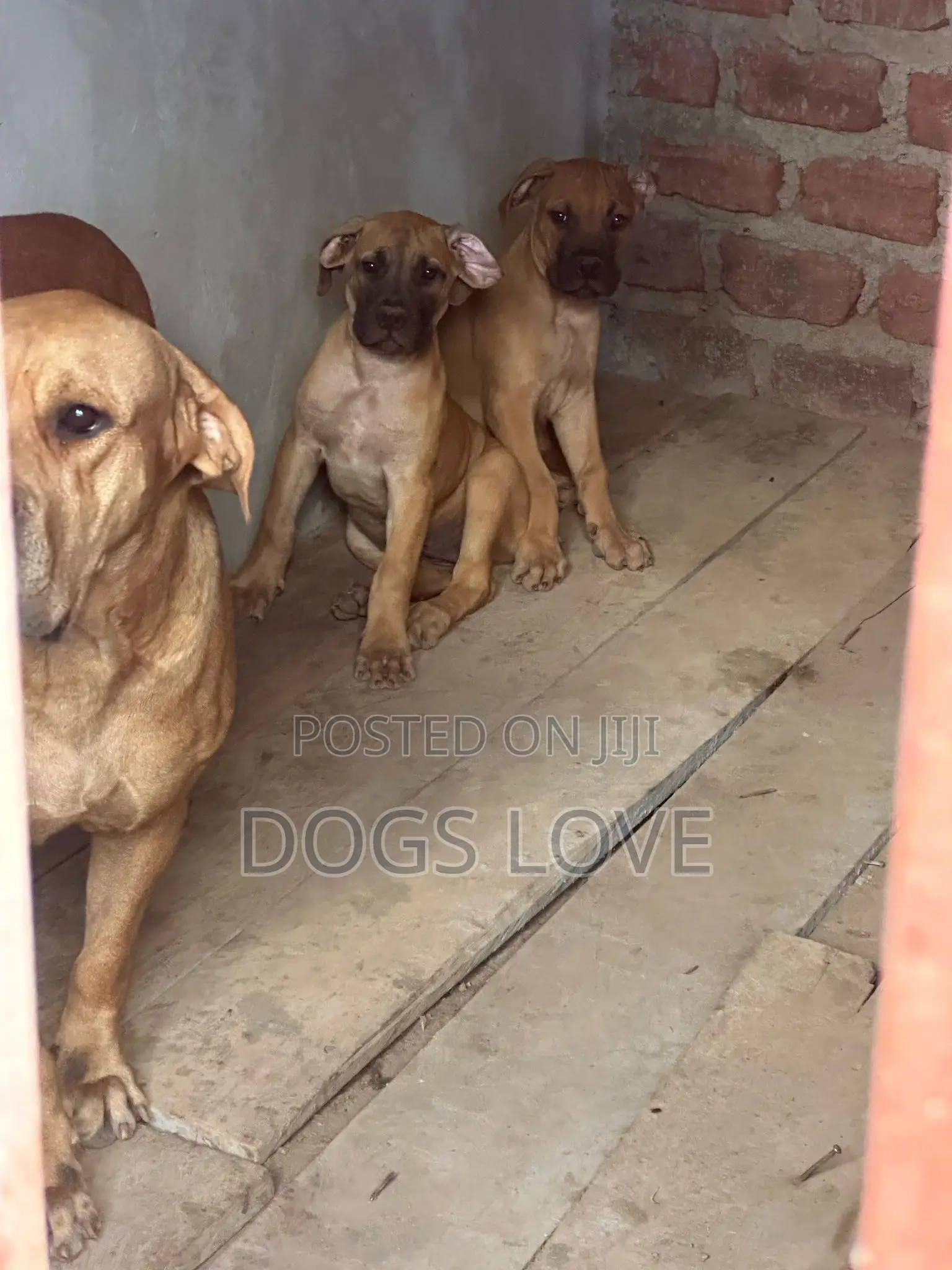 1-3 months Male Purebred Boerboel