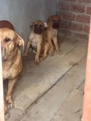 1-3 months Male Purebred Boerboel