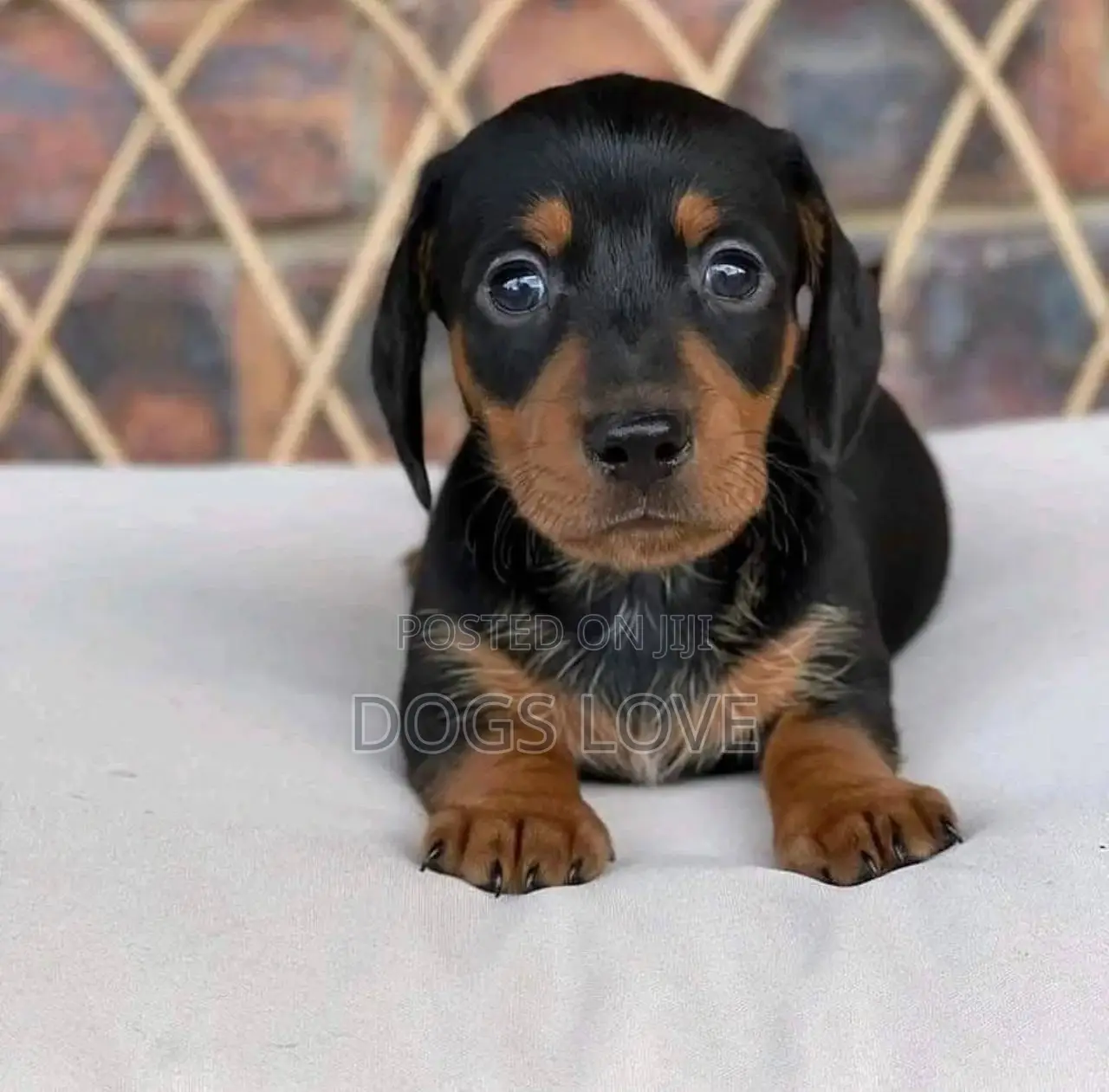 1-3 months Female Purebred Dachshund