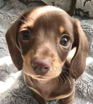 1-3 months Female Purebred Dachshund
