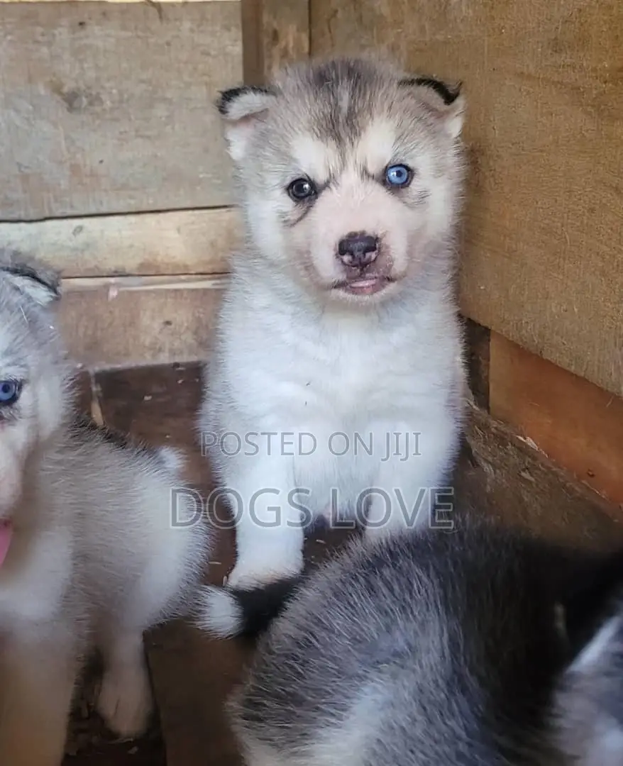 1-3 months Male Purebred Alaskan Malamute