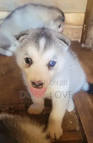 1-3 months Male Purebred Alaskan Malamute