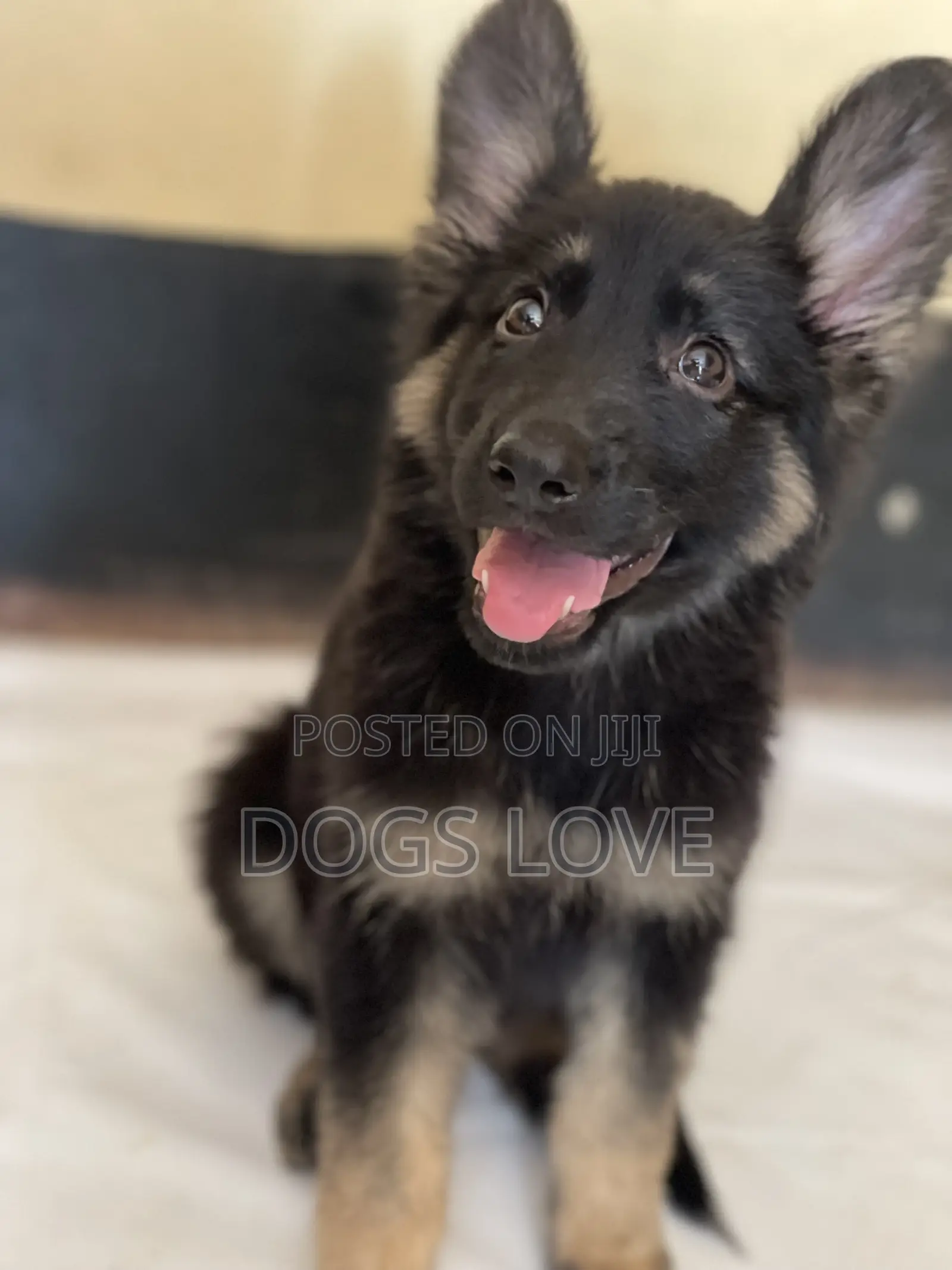 1-3 months Male Purebred German Shepherd