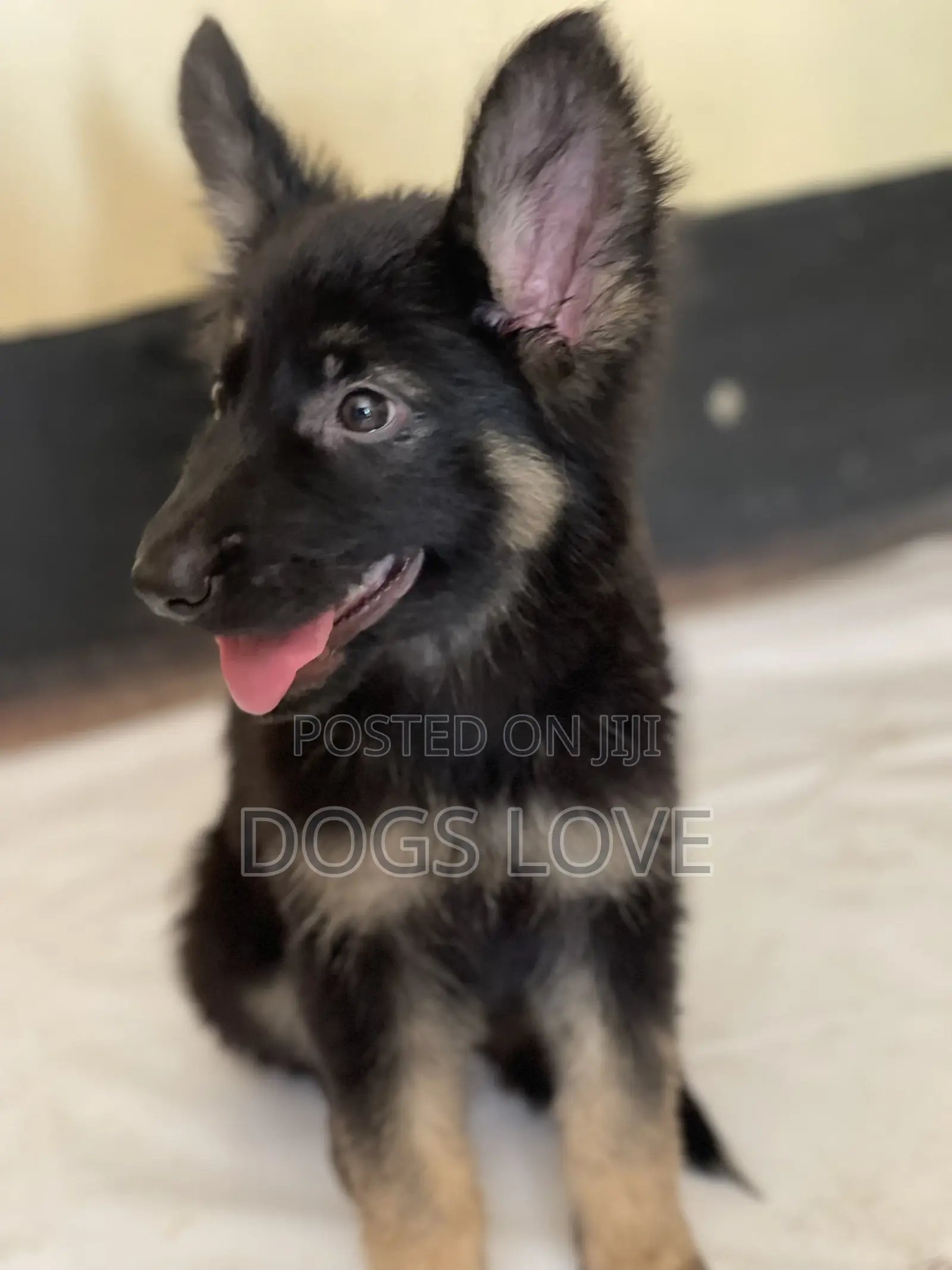 1-3 months Male Purebred German Shepherd