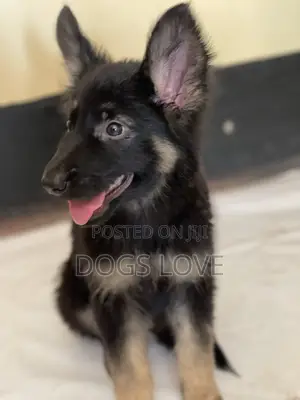 1-3 months Male Purebred German Shepherd