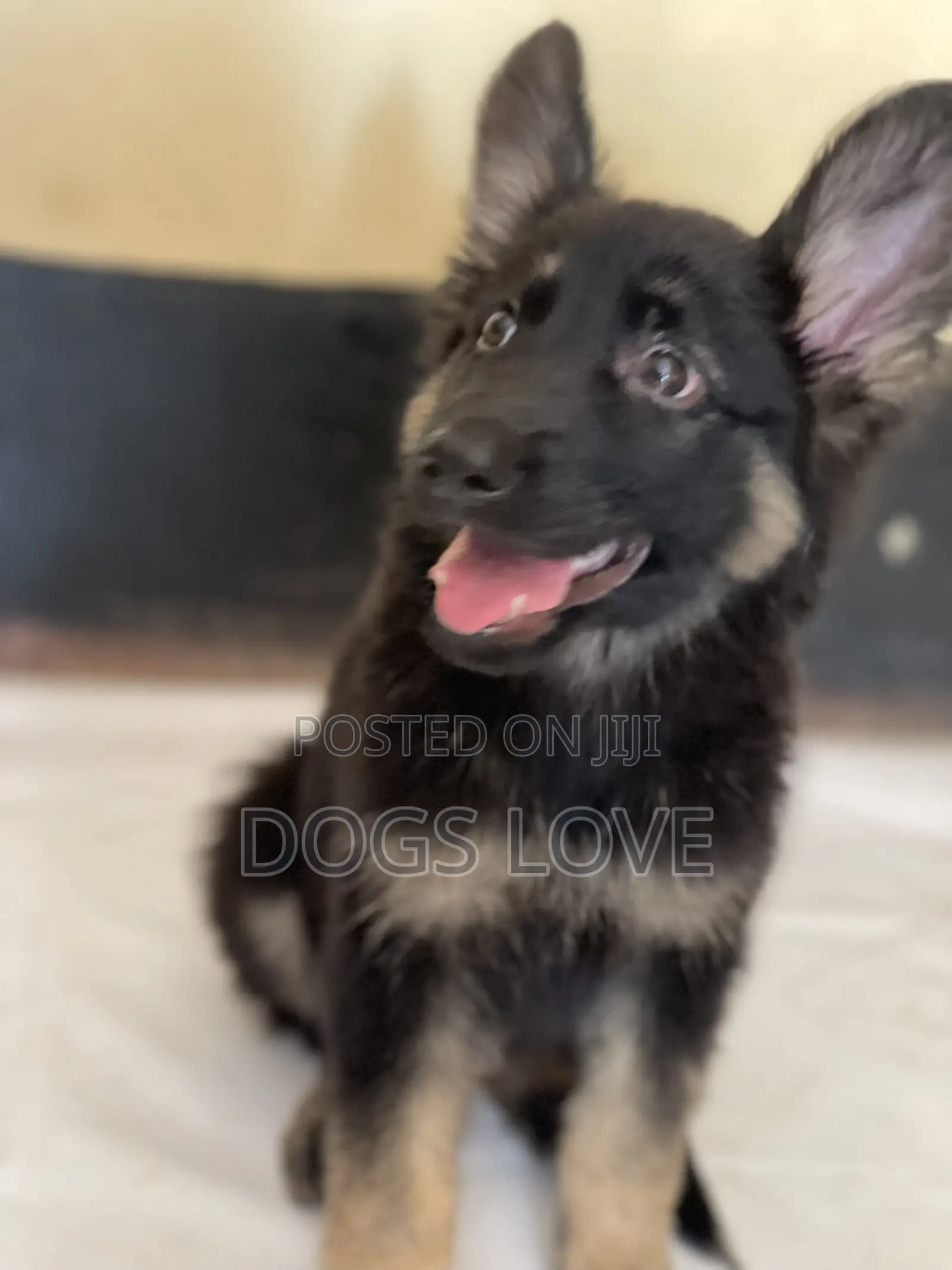 1-3 months Male Purebred German Shepherd