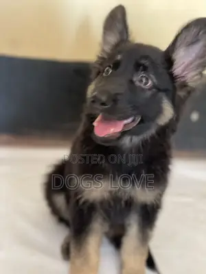 1-3 months Male Purebred German Shepherd