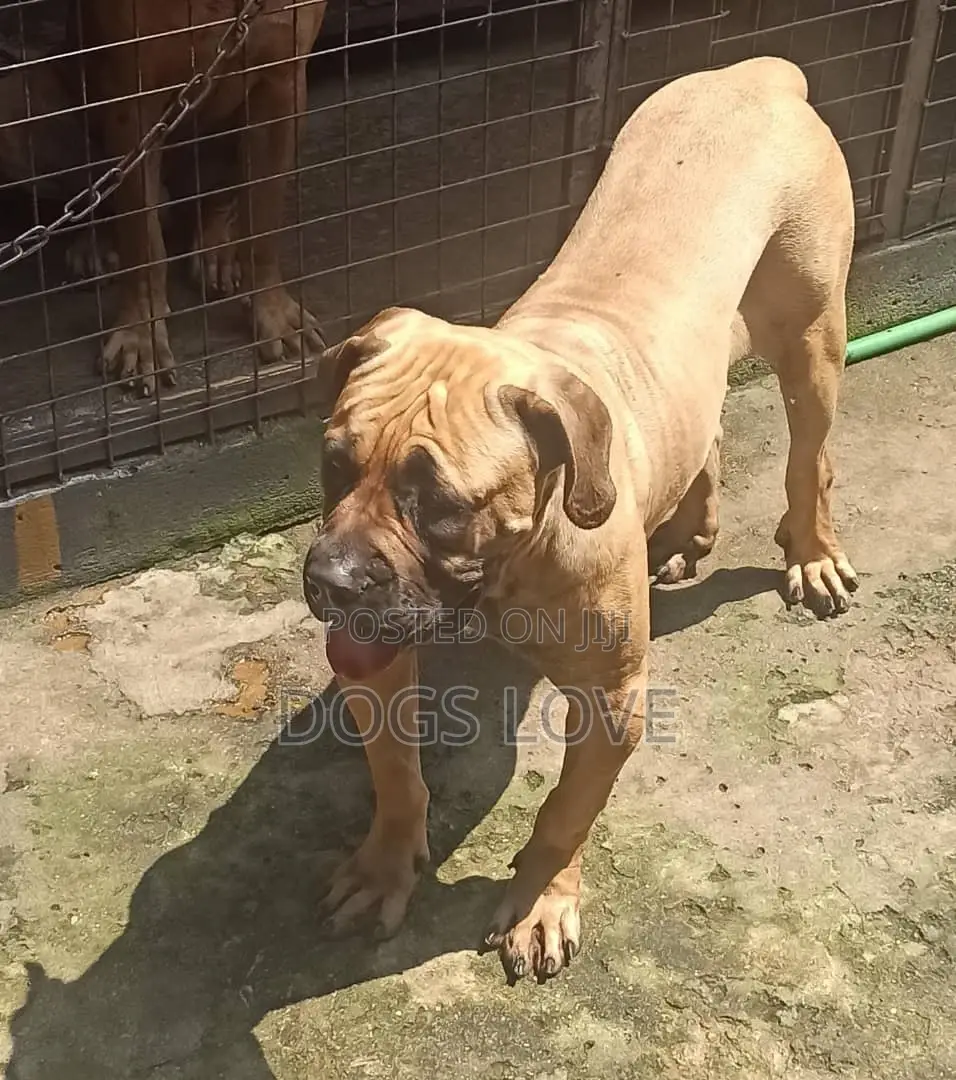 6-12 months Male Purebred Boerboel