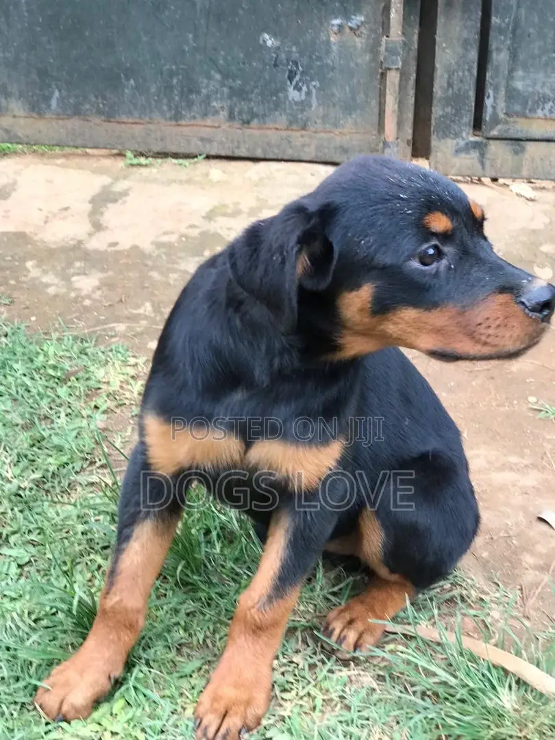 1-3 months Male Purebred Rottweiler