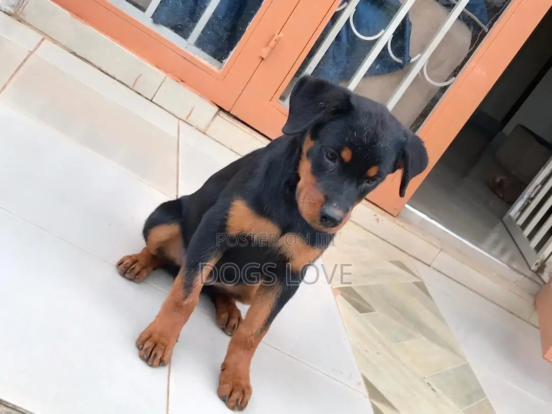 1-3 months Male Purebred Rottweiler