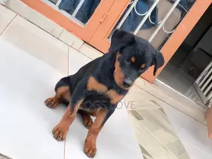 1-3 months Male Purebred Rottweiler