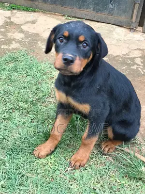 1-3 months Male Purebred Rottweiler