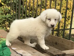 1-3 months Female Purebred Japanese Spitz