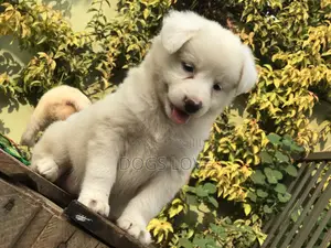 1-3 months Female Purebred Japanese Spitz
