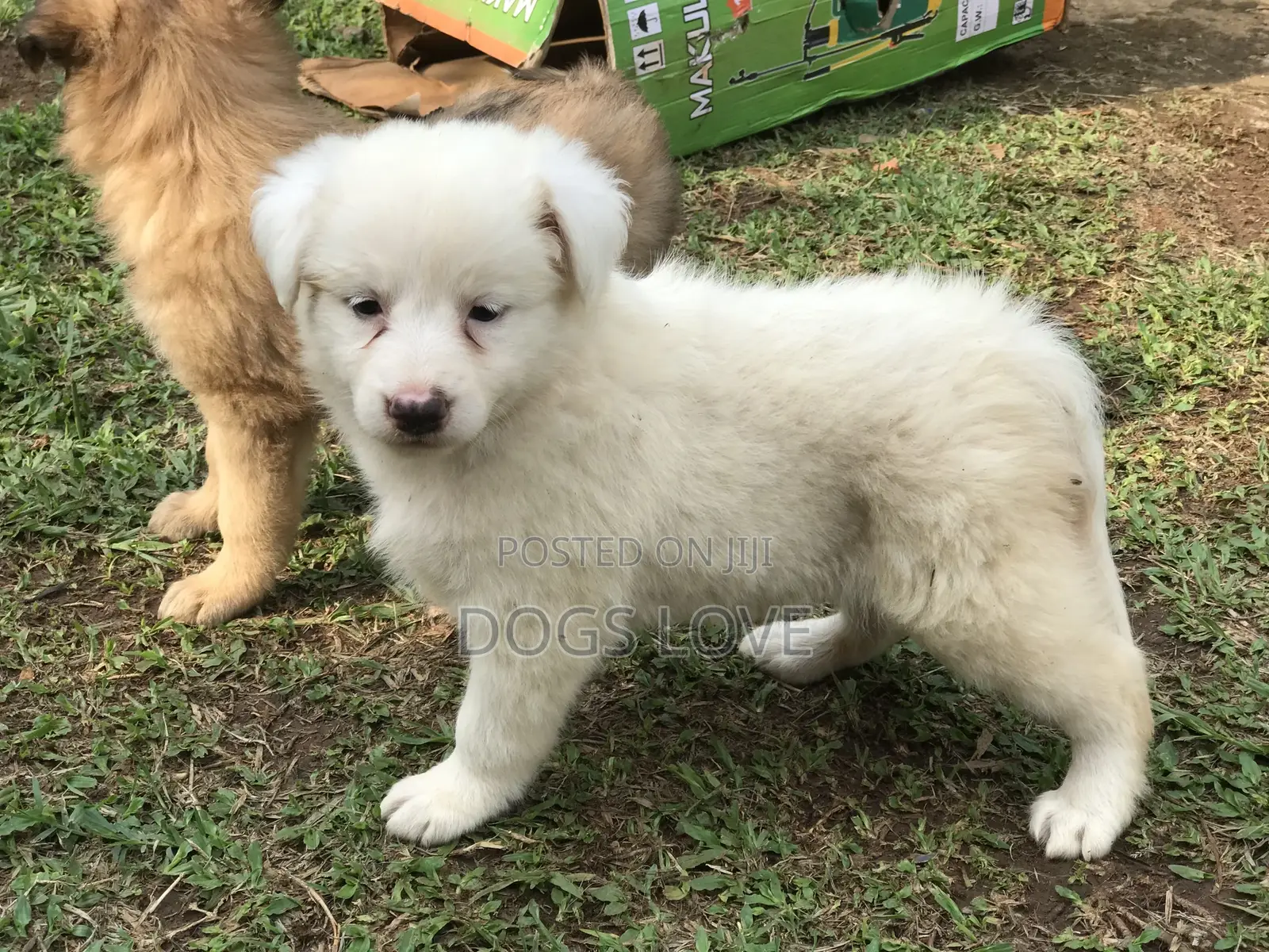 1-3 months Female Purebred Japanese Spitz