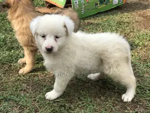 1-3 months Female Purebred Japanese Spitz