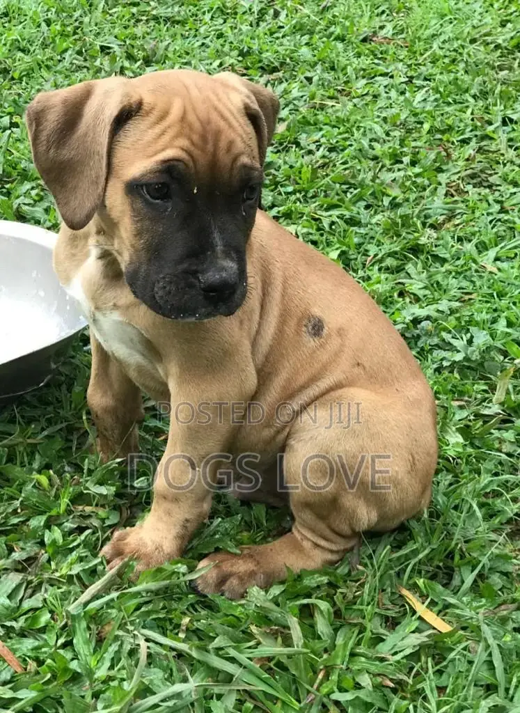 1-3 months Male Purebred Boerboel
