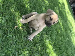 1-3 months Male Purebred Boerboel