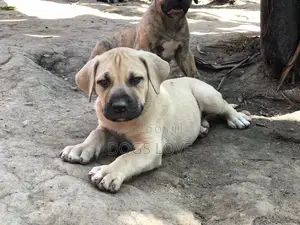 1-3 months Male Purebred Boerboel